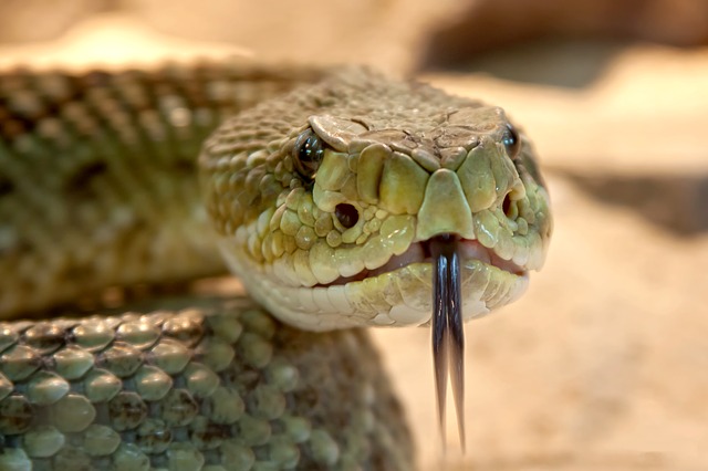 hlava hada.jpg